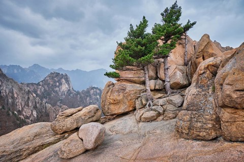 Rock with pine trees in cloudy weather. Seoraksan National Park, South Korea, Asia