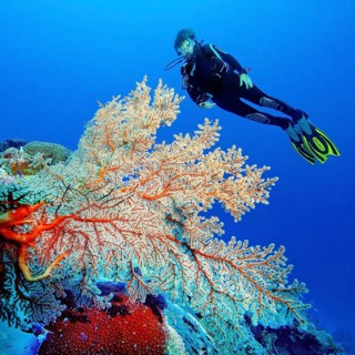 Diver looking at sea fan coral (Melithea ochracea) Sea fan Knotted fan, Indo-Pacific, Bali,