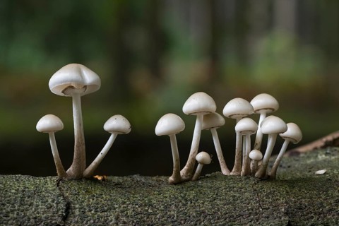 Porcelain fungi (Oudemansiella mucida), Emsland, Lower Saxony, Germany, Europe