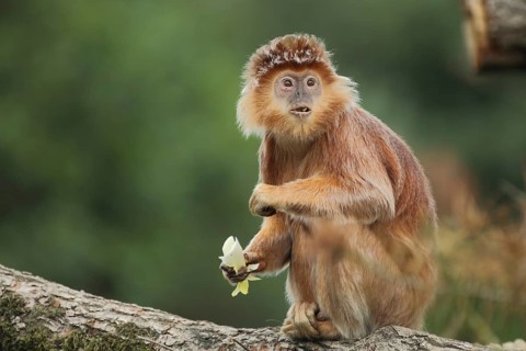 Javan lutung (Trachypithecus auratus), portrait, adult, feeding, food, sitting, gazing, amazement,