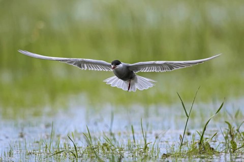 Whiskered tern (Chlidonias hybridus) (Chlidonias hybrida) catching insect in marshland, migratory