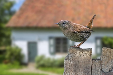 Eurasian wren (Troglodytes troglodytes) (Nannus troglodytes) perched on old weathered wooden garden