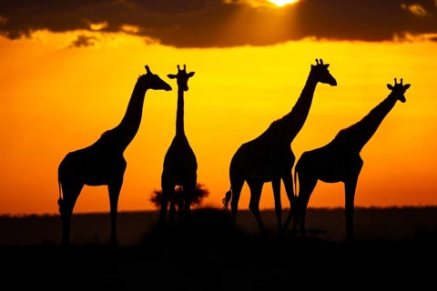Masai giraffe (Giraffa c. tippelskirchi) Masai Mara Kenya#