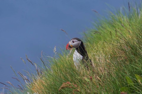 Puffin (Fratercula arctica) sits in the grass on the slope, bird island Runde, Norway, Europe