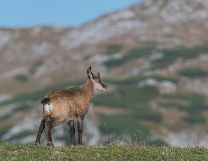 Chamois (Rupicapra rupicapra), fawn stands on the ridge, Hochschwab, Styria, Austria, Europe