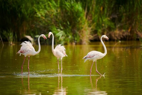 Greater Flamingos (Phoenicopterus roseus) walking in the water, Parc Naturel Regional de Camargue,