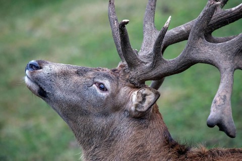 Stag, red deer (Cervus elaphus), captive, Bad Mergentheim Wildlife Park, Baden-Württemberg,