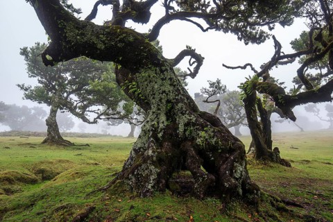 Laurel trees overgrown with moss and plants in the mist, old laurel forest (Laurisilva), stinkwood