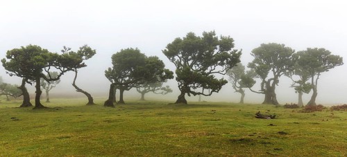Laurel trees overgrown with moss and plants in the mist, old laurel forest (Laurisilva), stinkwood