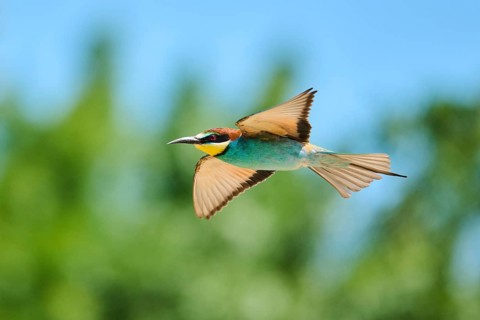 European bee-eaters (Merops apiaster) flying, Spain, Europe