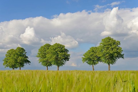 Linden trees (Tilia), row of trees by a green grain field, blue cloudy sky, North Rhine-Westphalia,