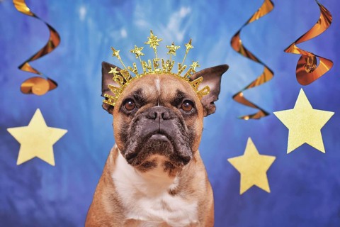 French Bulldog dog wearing New Year's Eve party headband with text 'Happy new year' in front of