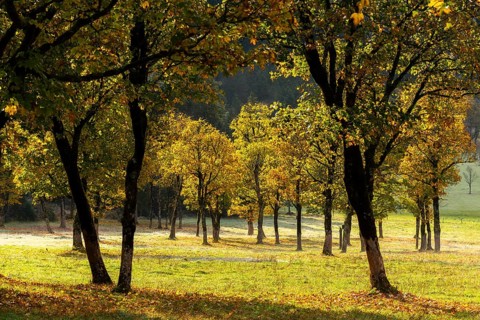 Engtal valley, large maple in the morning dew, sycamore maple (Acer pseudoplatanus) in glorious