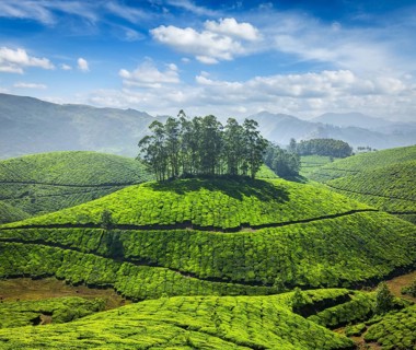 Tea plantations in Munnar. Kerala, South India
