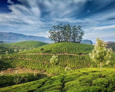 Kerala India travel background, green tea plantations in Munnar, Kerala, India, tourist attraction,
