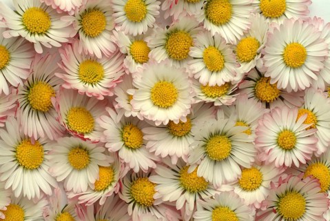 Common daisy (Bellis perennis), medicinal plant, naturopathy classifies the daisy among other