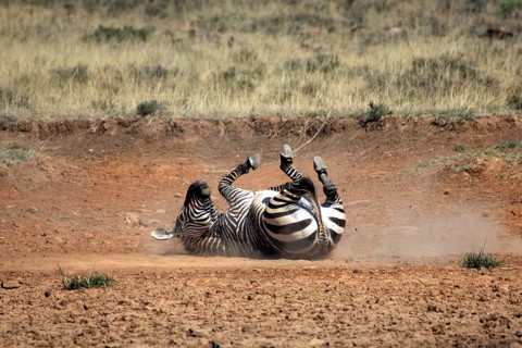 Cape mountain zebra (Equus zebra zebra), rolling in dust, Mountain Zebra National Park, South