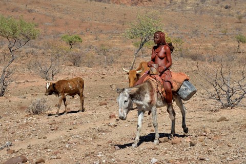 Himba woman on a donkey with a cow, Orupembe, Kaokoland, Kunene, Namibia, Africa