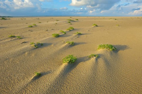 Sea mustard, De Hors beach, near Den Hoorn, Texel island, North Holland, Netherlands