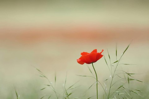 Poppy flowers (Papaver rhoeas) and grasses in Karlstadt drylands, single, one, blossom, nature,