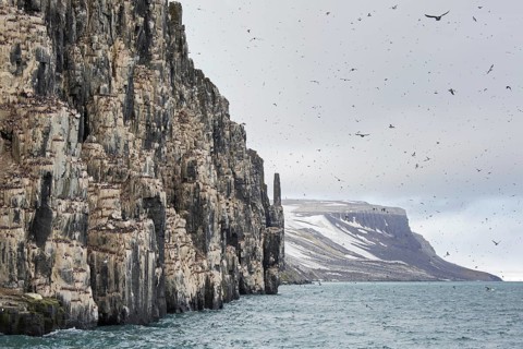 Alkefjellet, sea cliff housing seabird colony of thick-billed murres (Uria lomvia), Brünnich's