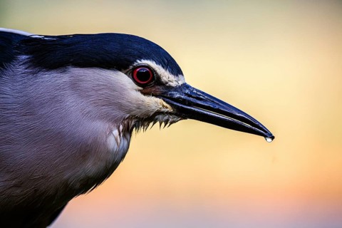 Black crowned night heron (Nycticorax nycticorax) portrait at sunrise, Pusztaszer, Hungary, Europe