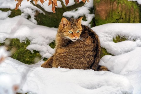 Wildcat (Felis silvestris), sitting in the snow, in the game reserve, attentive view, Neuhaus