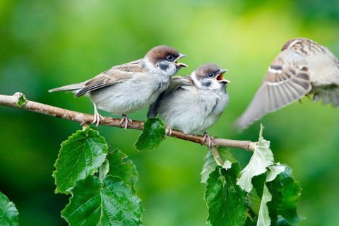 Tree Sparrow (Passer montanus), youngs, Lower Saxony, Germany, Europe