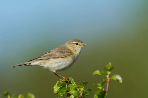 Willow warbler (Phylloscopus trochilus) sits on birch, Sör-Tröndelag, Norway, Europe