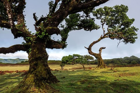 Laurel trees overgrown with moss and plants, old laurel forest (Laurisilva), stinkwood (Ocotea