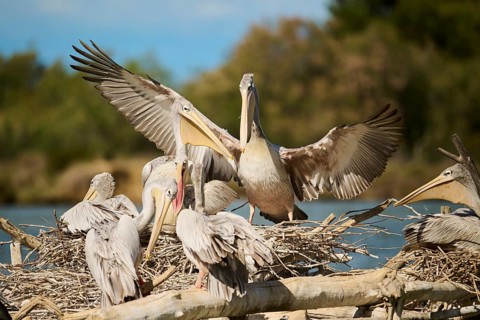 Great white pelican (Pelecanus onocrotalus) landing, France, Europe