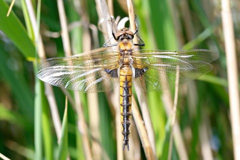 Two-spot (Epitheca bimaculata), freshly hatched animal drying itself on a reed stalk, imago on a