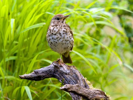 Song thrush (Turdus philomelos) sitting on a branch, Solms, Hesse, Germany, Europe
