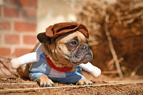 French Bulldog dog wearing Halloween cowboy full body costume with fake arms lying down in front of