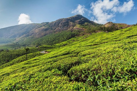 Evergreen Tea plantations of indian tea, Munnar, Kerala, South India