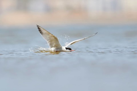 Elegant tern (Thalasseus elegans) flying above the sea, hunting, ebro delta, Catalonia, Spain,