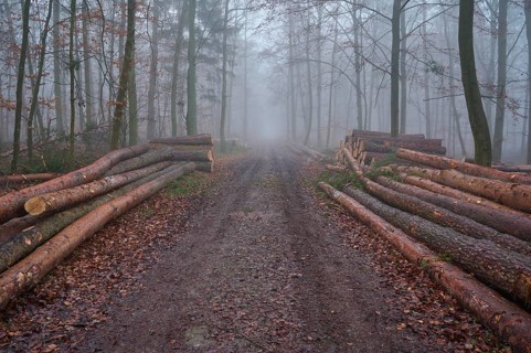 Forest path with logs at foggy morning, Kreuzwertheim, Spessart, Bavaria, Germany, Europe