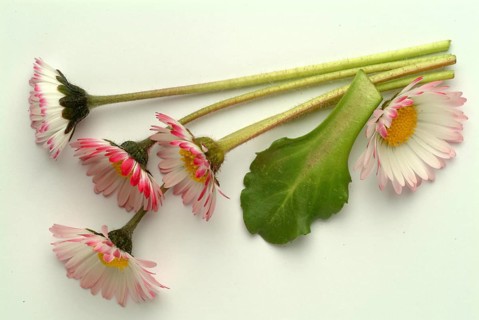 Common daisy (Bellis perennis), medicinal plant, naturopathy classifies the daisy among other