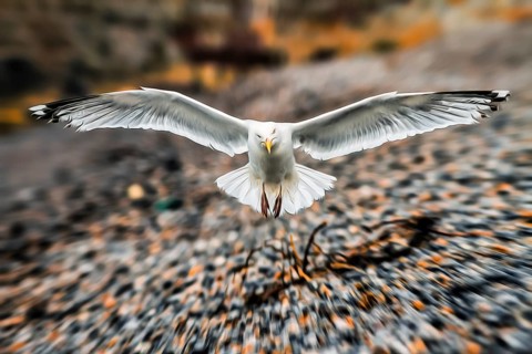 European herring gull (Larus argentatus) flying off, frontal, wing, wingspan, dynamics, gravel