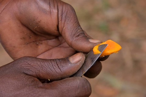 Local person cutting into a turmeric root, Kizimbani Spice Farm, Kizimbani, Zanzibar, Tanzania,