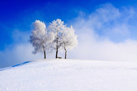 Group of trees covered with hoarfrost, Zurich, Zurich Oberland, Switzerland, Europe