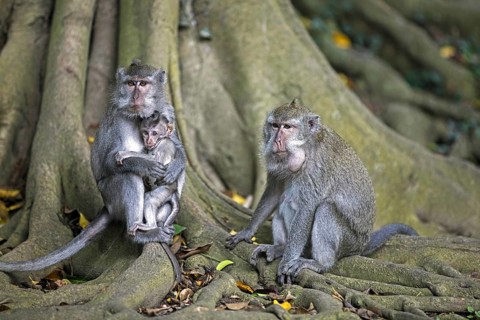 Family of crab-eating macaques (Macaca fascicularis) Balinese long-tailed macaque with juvenile on