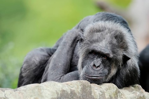 Chimpanzee (Pan troglodytes), male, captive, occurring in Africa, Malaysia, Asia