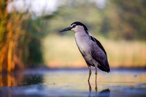 Black crowned night heron (Nycticorax nycticorax) in the water at sunrise, Pusztaszer, Hungary,