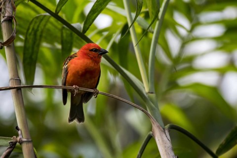 Red fody (Foudia madagascariensis), Madagascar fody, red cardinal fody, common fody, Madagascar