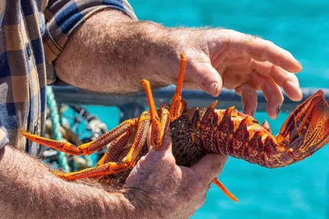 Hummer (Homarus), Bootsfahrt, Akaroa, Banks Peninsula, Canterbury, Neuseeland