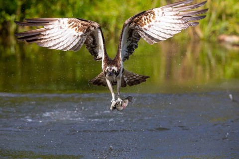 Western osprey (Pandion haliaetus) fishing, Finland, Europe