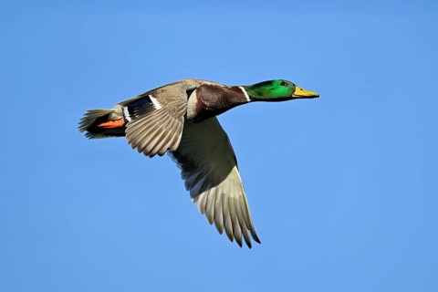 Mallard (Anas platyrhynchos), drake in flight, Lake Zug, Canton Zug, Switzerland, Europe