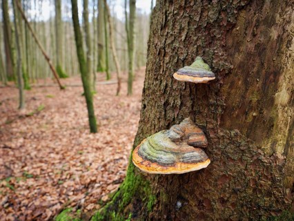 Red Banded Polypore (Fomitopsis pinicola), Switzerland, Europe