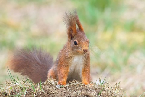 Squirrel (Sciurus vulgaris), dark morph, adult animal, wildlife, animals, mammal, rodent,